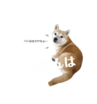 いなりん日和〜やる気はほどほど〜（個別スタンプ：4）