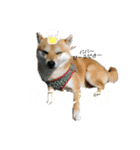 いなりん日和〜やる気はほどほど〜（個別スタンプ：5）