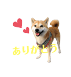 いなりん日和〜やる気はほどほど〜（個別スタンプ：9）