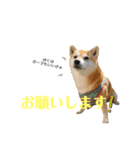 いなりん日和〜やる気はほどほど〜（個別スタンプ：10）