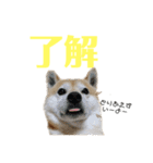 いなりん日和〜やる気はほどほど〜（個別スタンプ：11）