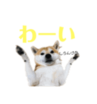 いなりん日和〜やる気はほどほど〜（個別スタンプ：13）