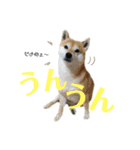 いなりん日和〜やる気はほどほど〜（個別スタンプ：14）