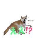 いなりん日和〜やる気はほどほど〜（個別スタンプ：17）