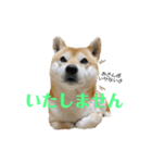 いなりん日和〜やる気はほどほど〜（個別スタンプ：19）