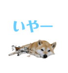 いなりん日和〜やる気はほどほど〜（個別スタンプ：21）