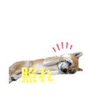 いなりん日和〜やる気はほどほど〜（個別スタンプ：22）