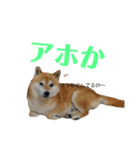 いなりん日和〜やる気はほどほど〜（個別スタンプ：23）