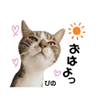 多頭飼育崩壊レスキューにゃんずvol.2（個別スタンプ：1）