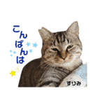多頭飼育崩壊レスキューにゃんずvol.2（個別スタンプ：3）