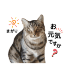 多頭飼育崩壊レスキューにゃんずvol.2（個別スタンプ：4）