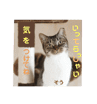 多頭飼育崩壊レスキューにゃんずvol.2（個別スタンプ：5）