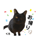多頭飼育崩壊レスキューにゃんずvol.2（個別スタンプ：6）