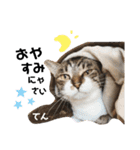 多頭飼育崩壊レスキューにゃんずvol.2（個別スタンプ：8）