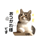 多頭飼育崩壊レスキューにゃんずvol.2（個別スタンプ：9）