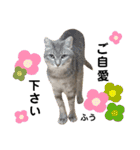 多頭飼育崩壊レスキューにゃんずvol.2（個別スタンプ：11）