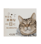 多頭飼育崩壊レスキューにゃんずvol.2（個別スタンプ：12）