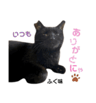 多頭飼育崩壊レスキューにゃんずvol.2（個別スタンプ：13）