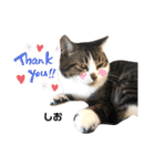 多頭飼育崩壊レスキューにゃんずvol.2（個別スタンプ：14）
