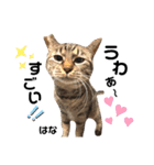 多頭飼育崩壊レスキューにゃんずvol.2（個別スタンプ：17）