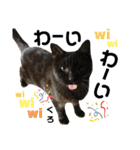 多頭飼育崩壊レスキューにゃんずvol.2（個別スタンプ：18）