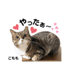 多頭飼育崩壊レスキューにゃんずvol.2（個別スタンプ：19）