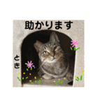 多頭飼育崩壊レスキューにゃんずvol.2（個別スタンプ：21）