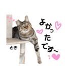 多頭飼育崩壊レスキューにゃんずvol.2（個別スタンプ：22）