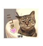 多頭飼育崩壊レスキューにゃんずvol.2（個別スタンプ：23）