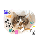 多頭飼育崩壊レスキューにゃんずvol.2（個別スタンプ：24）