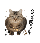 多頭飼育崩壊レスキューにゃんずvol.2（個別スタンプ：25）