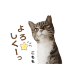 多頭飼育崩壊レスキューにゃんずvol.2（個別スタンプ：26）