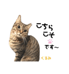 多頭飼育崩壊レスキューにゃんずvol.2（個別スタンプ：27）