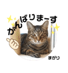 多頭飼育崩壊レスキューにゃんずvol.2（個別スタンプ：29）