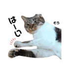 多頭飼育崩壊レスキューにゃんずvol.2（個別スタンプ：31）