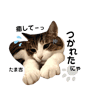 多頭飼育崩壊レスキューにゃんずvol.2（個別スタンプ：32）