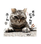 多頭飼育崩壊レスキューにゃんずvol.2（個別スタンプ：33）