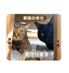 多頭飼育崩壊レスキューにゃんずvol.2（個別スタンプ：35）