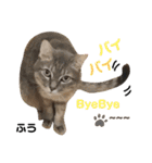 多頭飼育崩壊レスキューにゃんずvol.2（個別スタンプ：36）