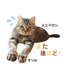 多頭飼育崩壊レスキューにゃんずvol.2（個別スタンプ：37）