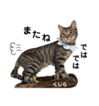 多頭飼育崩壊レスキューにゃんずvol.2（個別スタンプ：38）