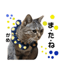 多頭飼育崩壊レスキューにゃんずvol.2（個別スタンプ：39）