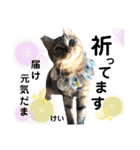 多頭飼育崩壊レスキューにゃんずvol.2（個別スタンプ：40）