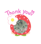僕たちにゃんこ（個別スタンプ：6）