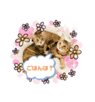 ぺっとすたんぷ_その5（個別スタンプ：1）