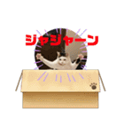 ぺっとすたんぷ_その5（個別スタンプ：4）