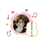 ぺっとすたんぷ_その5（個別スタンプ：14）