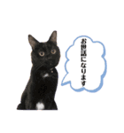 ぺっとすたんぷ_その5（個別スタンプ：16）