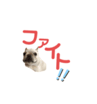 フレブルのマイル3（個別スタンプ：4）