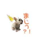 フレブルのマイル3（個別スタンプ：14）